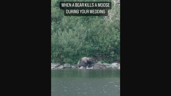 The image, taken from the Instagram video, shows a bear killing a moose near a wedding party. (Instagram/@filmsbystanton)