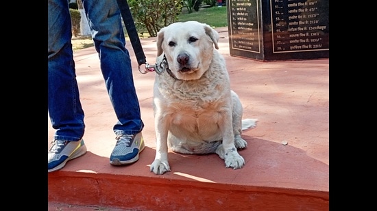Labrador retriever, Micky, will no longer guard chief ministers, cabinet ministers, VVIP dignitaries, state guests and top cops on the front line as she will spend the rest of her life at Sangrur police line. (HT photo)