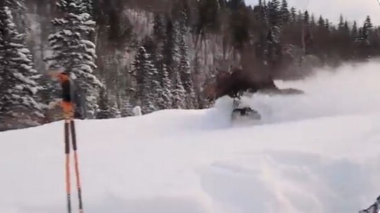 Moose runs past skiers in knee-deep snow. Video captures its amazing speed