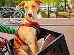 Best dog carriers in India