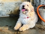 Best Dog Health Supplies