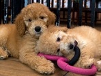 Pet shops have argued that the law will do nothing to shut down out-of-state breeders or increase their standards of care and said it would result in the closures of the dozens of pet stores remaining in New York.(AP) Pet shops have argued that the law will do nothing to shut down out-of-state breeders or increase their standards of care and said it would result in the closures of the dozens of pet stores remaining in New York.(AP)