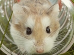 Best Small Animals Health Supplies in India