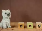 Best and the Safest Dog Toys