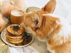 Small breed dog food