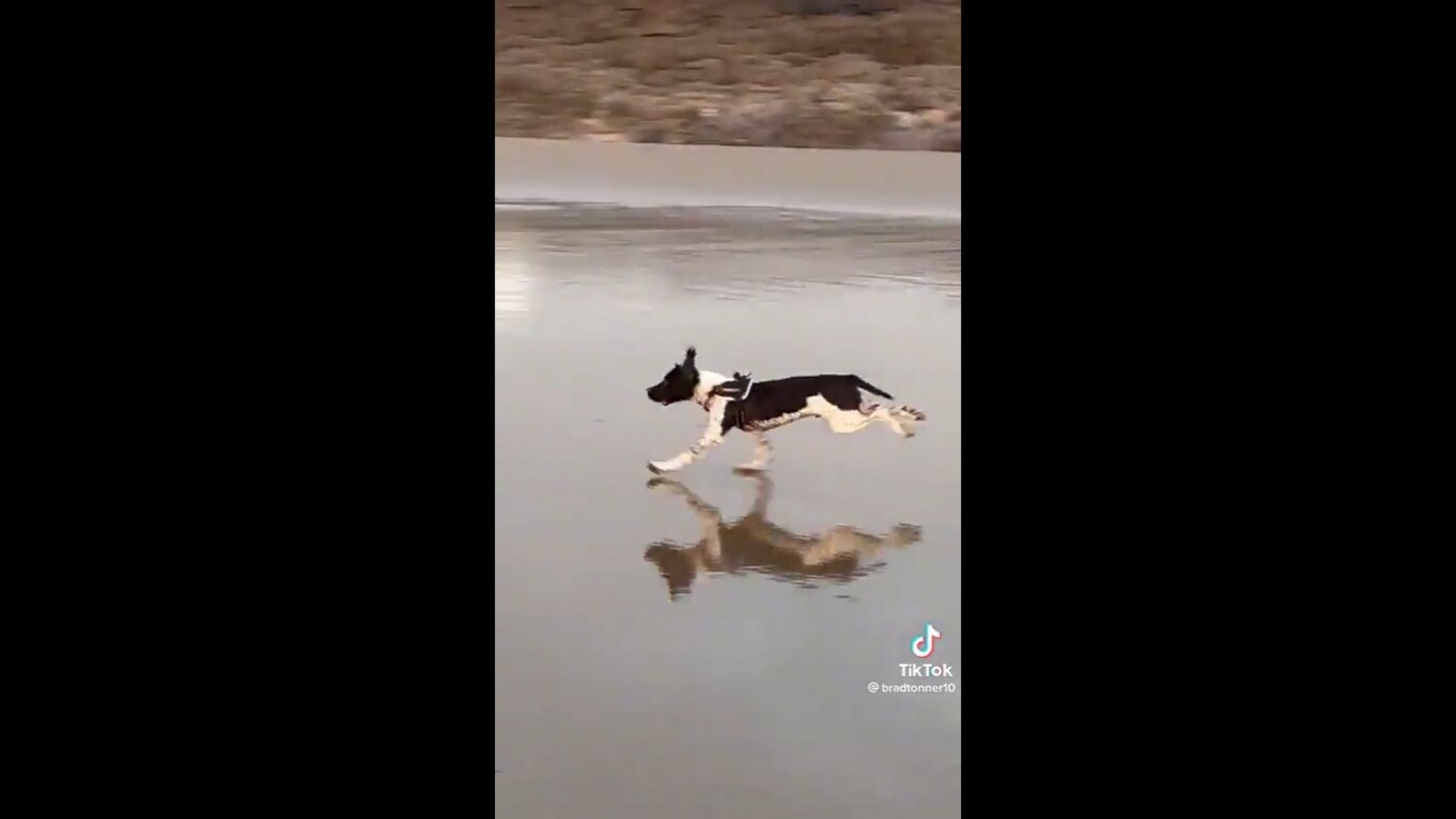 Watch These Bold Dogs Chase off an Intruding Crocodile - A-Z Animals