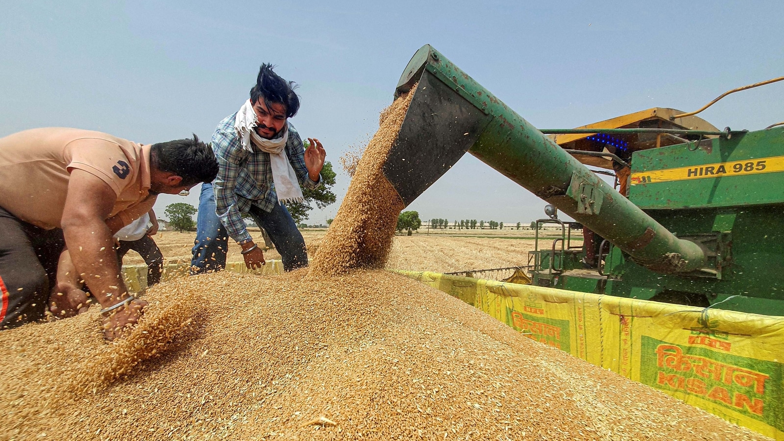 Enough wheat to meet all requirements, buffer norm: Govt | Latest News  India - Hindustan Times