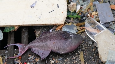 The 14-metre high AquaDom aquarium has burst and the leaking water has forced the closure of a nearby street, police and firefighters said. (AP) The 14-metre high AquaDom aquarium has burst and the leaking water has forced the closure of a nearby street, police and firefighters said. (AP)