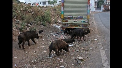 Many breeders abandon their pigs near nullahs and riverbeds, endangering commuters. (RAVINDRA JOSHI/ HT PHOTO)