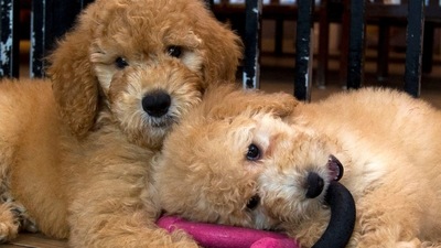 Pet shops have argued that the law will do nothing to shut down out-of-state breeders or increase their standards of care and said it would result in the closures of the dozens of pet stores remaining in New York. (AP) Pet shops have argued that the law will do nothing to shut down out-of-state breeders or increase their standards of care and said it would result in the closures of the dozens of pet stores remaining in New York. (AP)