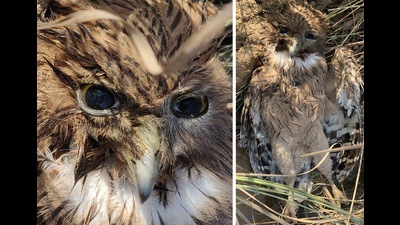 The dead brown fish owl at Siswan. (Vikram Jit Singh) The dead brown fish owl at Siswan. (Vikram Jit Singh)