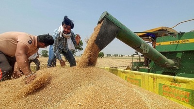The government’s wheat stock as on January 1, 2023, which is less than two weeks away, is estimated to be 15.9 million tonnes, higher than the buffer norm of 13.8 million tonnes applicable on that date, the official said. (PTI) The government’s wheat stock as on January 1, 2023, which is less than two weeks away, is estimated to be 15.9 million tonnes, higher than the buffer norm of 13.8 million tonnes applicable on that date, the official said. (PTI)