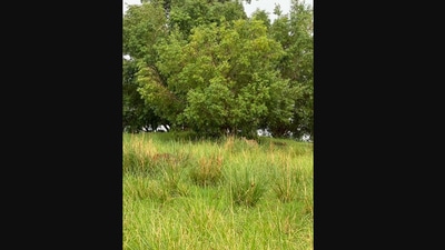 Can you spot the tigers hidden in plain sight in this picture? (Twitter/@rameshpandeyifs)