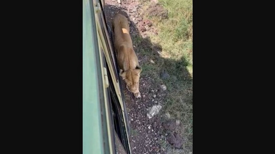 The image is taken from Shefali Shah's Instagram video that shows a big cat beside a safari vehicle. (Instagram/@shefalishahofficial)