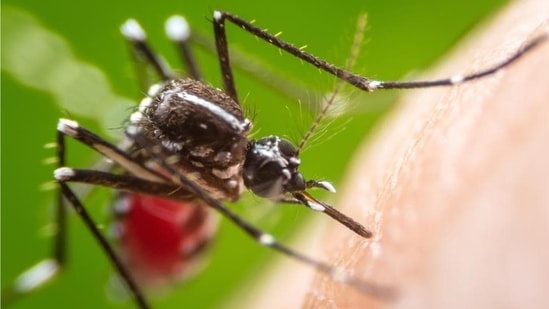 Mosquitoes carry bacteria externally and internally and come into your home, research points.(Shutterstock)