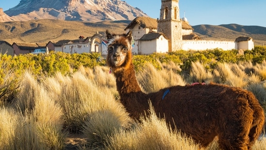Bolivia: Bolivia is a landlocked country in western-central South America that is famous for its dizzying altitude, lamas, and deadly roads that wind through the jungle. Salar de Uyuni, the world's largest salt flat, and Lake Titicaca is situated here. (Unsplash)