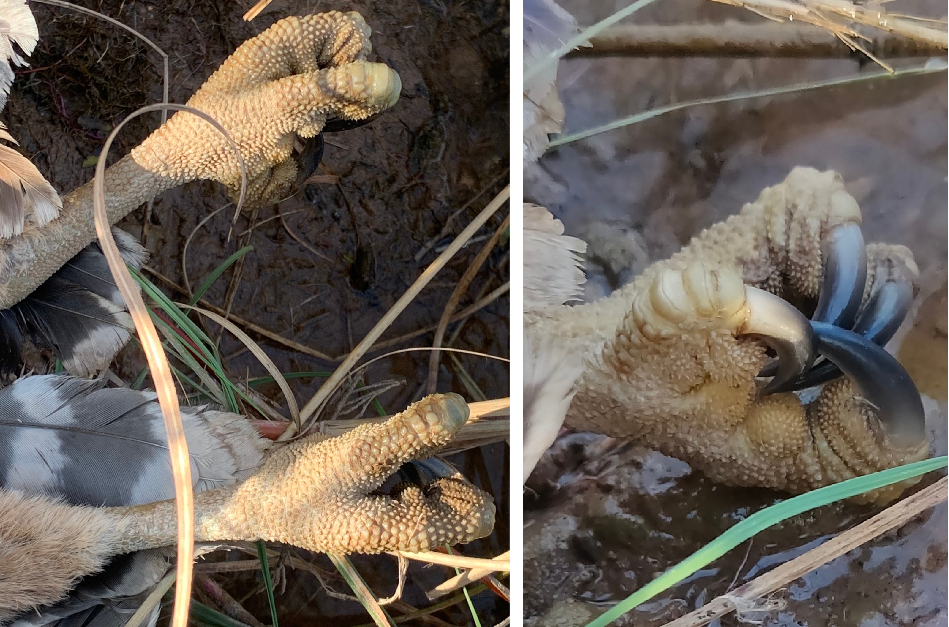 Scaled legs and claws of the dead brown fish owl at Siswan. (Vikram Jit Singh) Scaled legs and claws of the dead brown fish owl at Siswan. (Vikram Jit Singh)