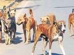 Infections in humans: Centre asks states to make rabies notifiable Infections in humans: Centre asks states to make rabies notifiable