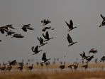 Migratory birds at the dried-up freshwater Poyang Lake in Juijiang, China's central Jiangxi province. (AFP) Migratory birds at the dried-up freshwater Poyang Lake in Juijiang, China's central Jiangxi province. (AFP)