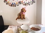 Top 10 Dog Puppy Food Supplements 