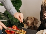 Best vegetarian dog food 