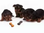 Top 10 Best Dog Biscuits & Cookies 