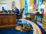A photo shared by the White House of Joe Biden and his canine companion Commander at the Oval Office. 