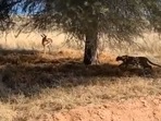 The image shows the leopard slowly walking towards the deer.