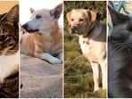 Find out which Pet you are compatible with based on your zodiac sign Find out which Pet you are compatible with based on your zodiac sign