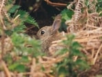 Best Rabbit Houses 