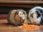The Best Food Products to give to your little pets