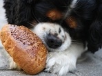 10 Best Dog Puppy Food