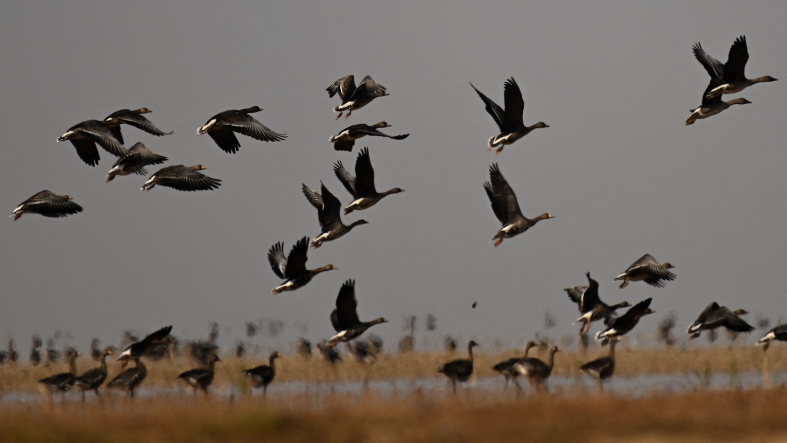 Dam plans for China's biggest freshwater lake threaten migratory birds