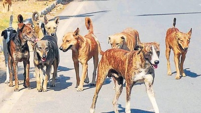 Infections in humans: Centre asks states to make rabies notifiable Infections in humans: Centre asks states to make rabies notifiable