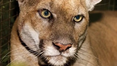 Hollywood Cat: Veterinarians found "significant trauma" to its head, right eye and internal organs. Hollywood Cat: Veterinarians found "significant trauma" to its head, right eye and internal organs.