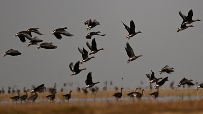 Migratory birds at the dried-up freshwater Poyang Lake in Juijiang, China's central Jiangxi province. (AFP)