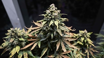 New York: The licenses come more than a year after New York state, home to 20 million people, legalized cannabis use. (AFP) New York: The licenses come more than a year after New York state, home to 20 million people, legalized cannabis use. (AFP)
