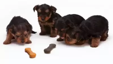 which dog biscuits are best