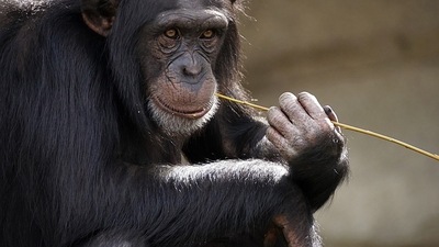 Sweden: The apes had escaped on Wednesday, with some of them making their way out of the monkey house where they lived. (Representational) Sweden: The apes had escaped on Wednesday, with some of them making their way out of the monkey house where they lived. (Representational)