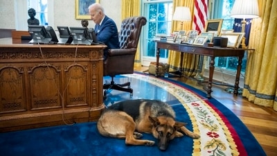 A photo shared by the White House of Joe Biden and his canine companion Commander at the Oval Office. (Twitter) A photo shared by the White House of Joe Biden and his canine companion Commander at the Oval Office. (Twitter)