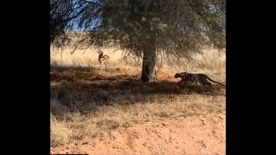 The image shows the leopard slowly walking towards the deer. (Twitter/@rameshpandeyifs) The image shows the leopard slowly walking towards the deer. (Twitter/@rameshpandeyifs)