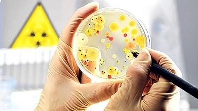 Scientists observed that cyanobacteria produce biofilms that dissolve magnetic iron oxide particles within gypsum rocks, subsequently transforming the magnetite into oxidized hematite. (Representational Image) Scientists observed that cyanobacteria produce biofilms that dissolve magnetic iron oxide particles within gypsum rocks, subsequently transforming the magnetite into oxidized hematite. (Representational Image)