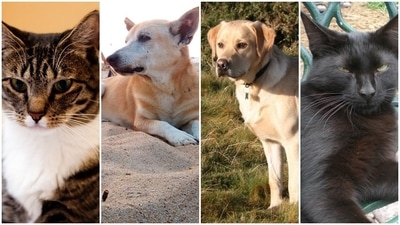 Find out which Pet you are compatible with based on your zodiac sign