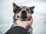 Pet winter grooming is crucial to prevent various skin-related disorders in our pets and maintain their healthy coats, paws, and nails. (Unsplash) Pet winter grooming is crucial to prevent various skin-related disorders in our pets and maintain their healthy coats, paws, and nails. (Unsplash)