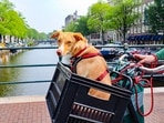 Best small animals carriers in India