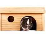 Guinea Pig house Guinea Pig house
