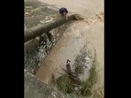 The man is risking his own life to rescue the dog stuck in the dam. (Twitter/@gulzar_sahab) The man is risking his own life to rescue the dog stuck in the dam. (Twitter/@gulzar_sahab)