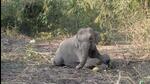 An elephant calf was injured after being hit by a train at Tanda in Nainital district on Sunday