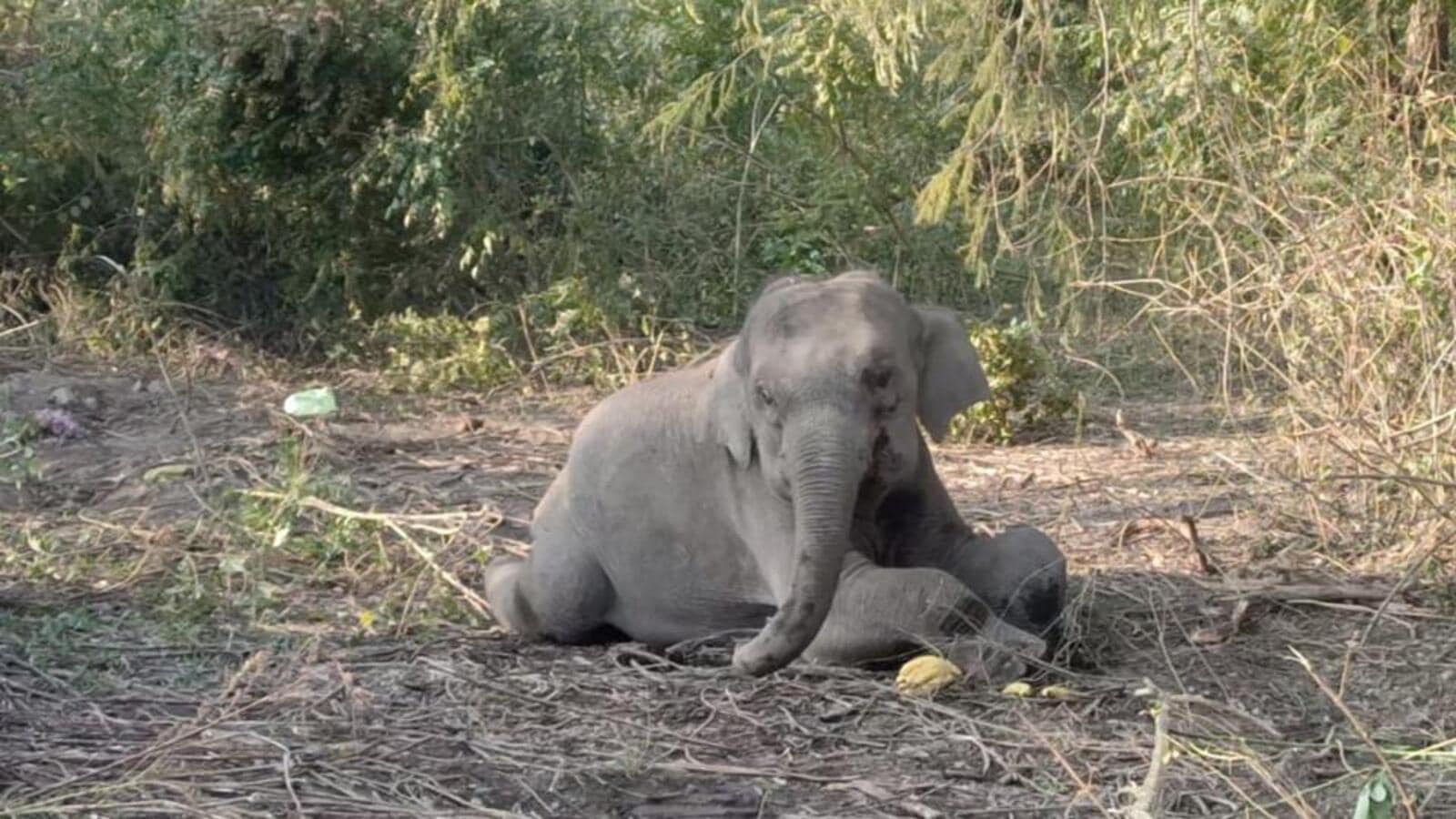 Elephant calf hit by train, falls into gorge. She has spinal injuries, say officials