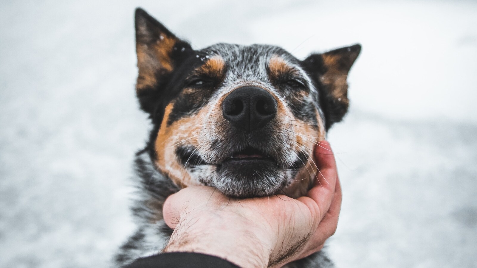 Ways to look after your pet’s grooming needs this winter